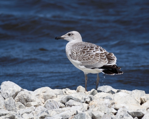 Gavión cabecinegro (Larus ichthyaetus)