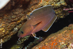 Lotella rhacina