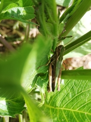 Orthoptera