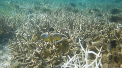 Chaetodon trifasciatus