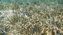 Chaetodon trifasciatus