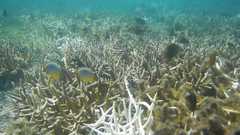 Chaetodon trifasciatus