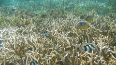 Chaetodon trifasciatus