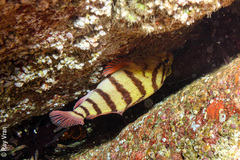 Hypoplectrodes annulatus