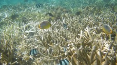 Chaetodon trifasciatus