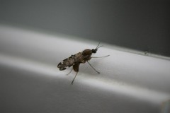 Sylvicola alternatus