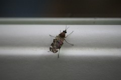 Sylvicola alternatus