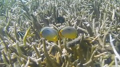 Chaetodon trifasciatus