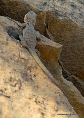 Paralaudakia himalayana