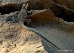 Paralaudakia himalayana