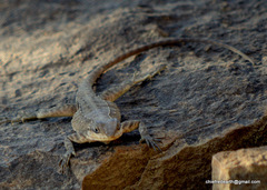 Paralaudakia himalayana