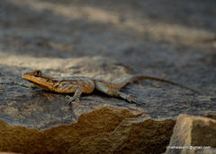 Paralaudakia himalayana