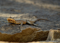 Paralaudakia himalayana