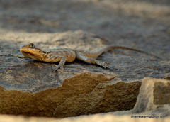 Paralaudakia himalayana