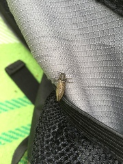 Pterygota
