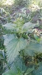Urtica dioica