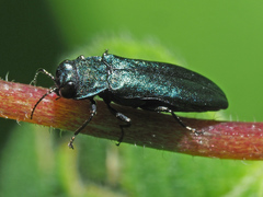 Agrilus cyanescens