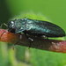 Agrilus cyanescens - Photo (c) Felix Riegel, some rights reserved (CC BY-NC), uploaded by Felix Riegel