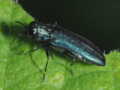 Agrilus cyanescens