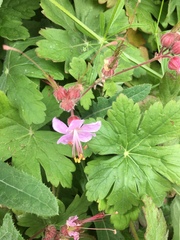 Geranium macrorrhizum