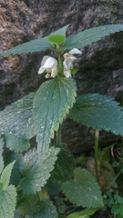 Lamium album
