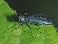 Agrilus cyanescens