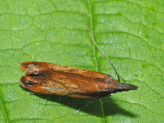 Dichomeris ustalella