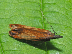 Dichomeris ustalella