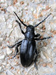 Dorcadion aethiops