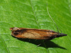 Dichomeris ustalella