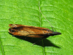 Dichomeris ustalella