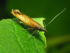 Dichomeris ustalella