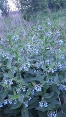 Symphytum caucasicum