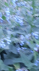 Symphytum caucasicum