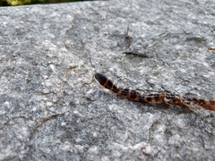 Oxyrhopus clathratus