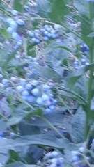 Symphytum caucasicum