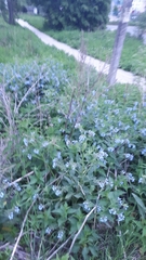 Symphytum caucasicum