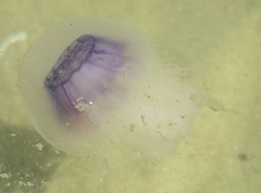 Cyanea lamarckii
