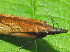 Dichomeris ustalella