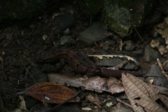 Bavayia sauvagii