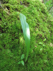Platanthera flava