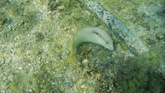 Halichoeres scapularis