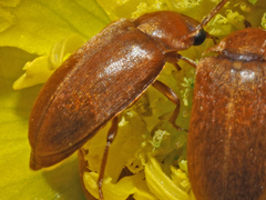 Byturus ochraceus