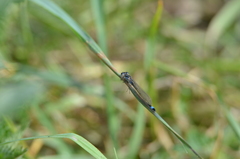 Ischnura elegans