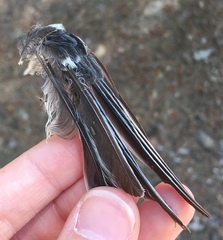 Parus major aphrodite