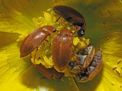 Byturus ochraceus