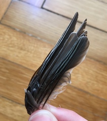 Parus major aphrodite