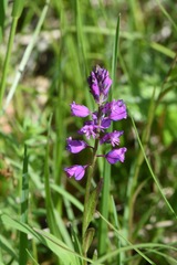 Polygala comosa