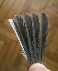 Parus major aphrodite