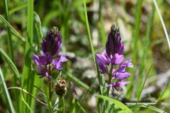 Polygala comosa